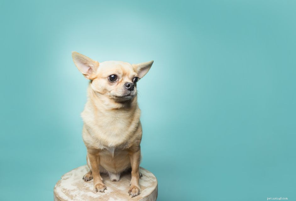 Understanding Mucus in Your Dog s Stool: Causes, Symptoms, and What to Do