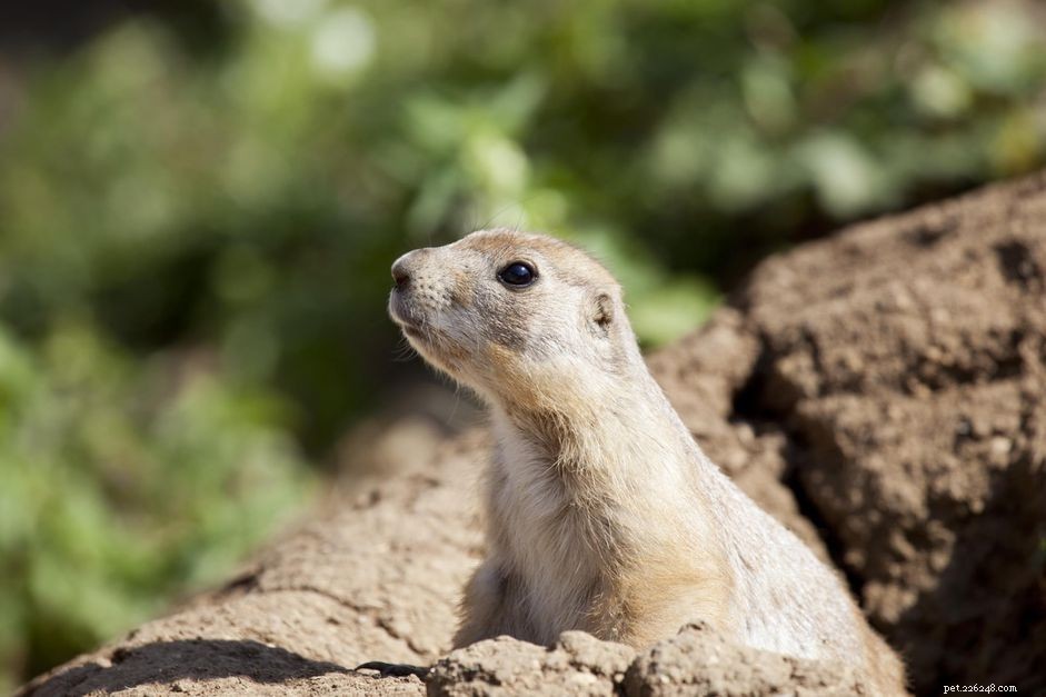 Are Prairie Dogs Suitable as Pets? Considerations for Ownership