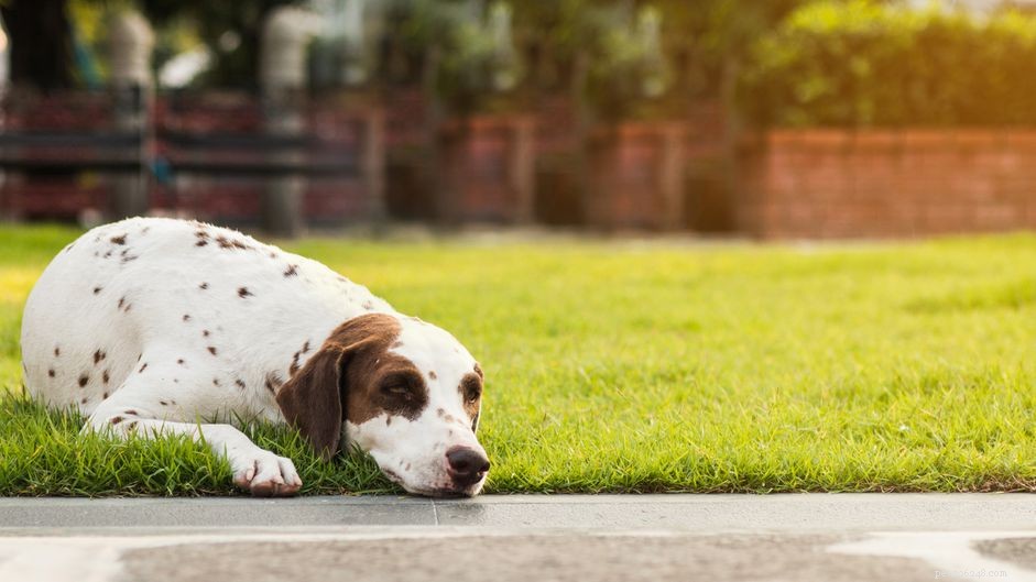 When Your Dog’s Urine Turns Bloody: How to Spot Problems and Act Quickly