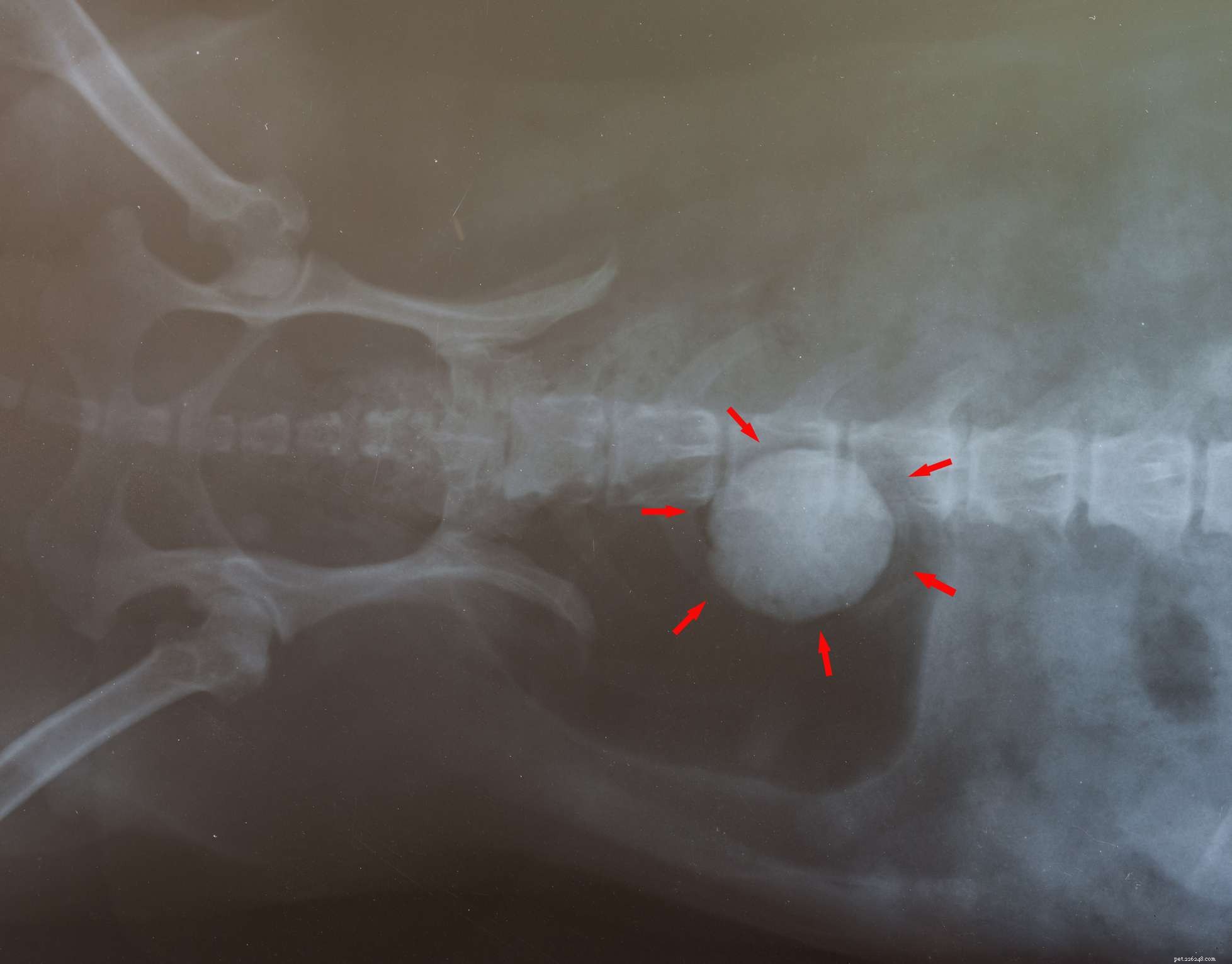 When Your Dog’s Urine Turns Bloody: How to Spot Problems and Act Quickly