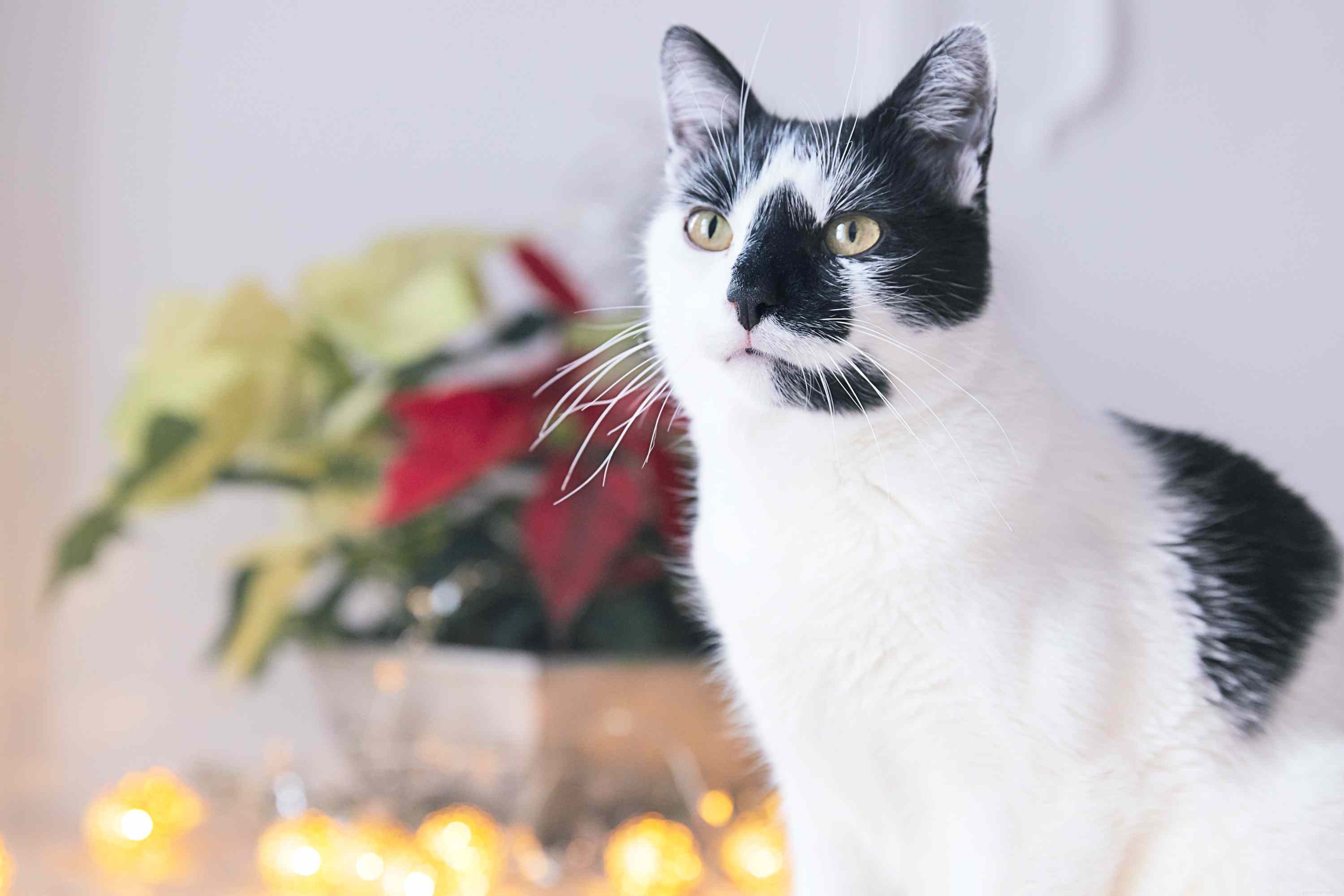 Are Christmas Trees Safe for Cats and Dogs? A Pet Owner’s Guide