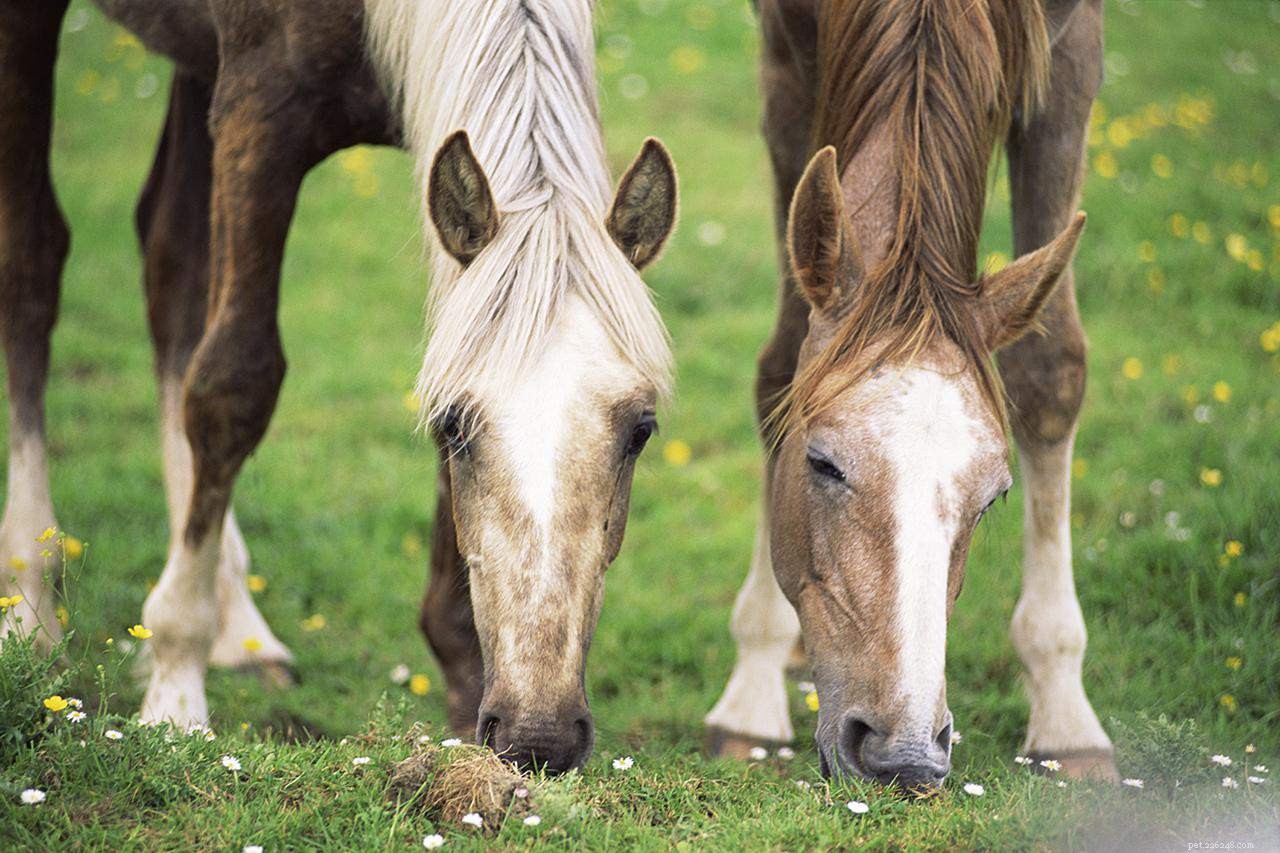 Optimal Horse Nutrition: How to Feed Your Horse for Health and Longevity