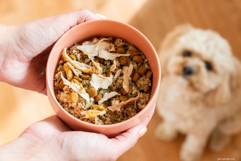 Safe Turkey Parts for Dogs: Which Pieces Are Pet-Friendly
