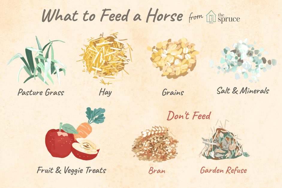 Optimal Horse Nutrition: How to Feed Your Horse for Health and Longevity