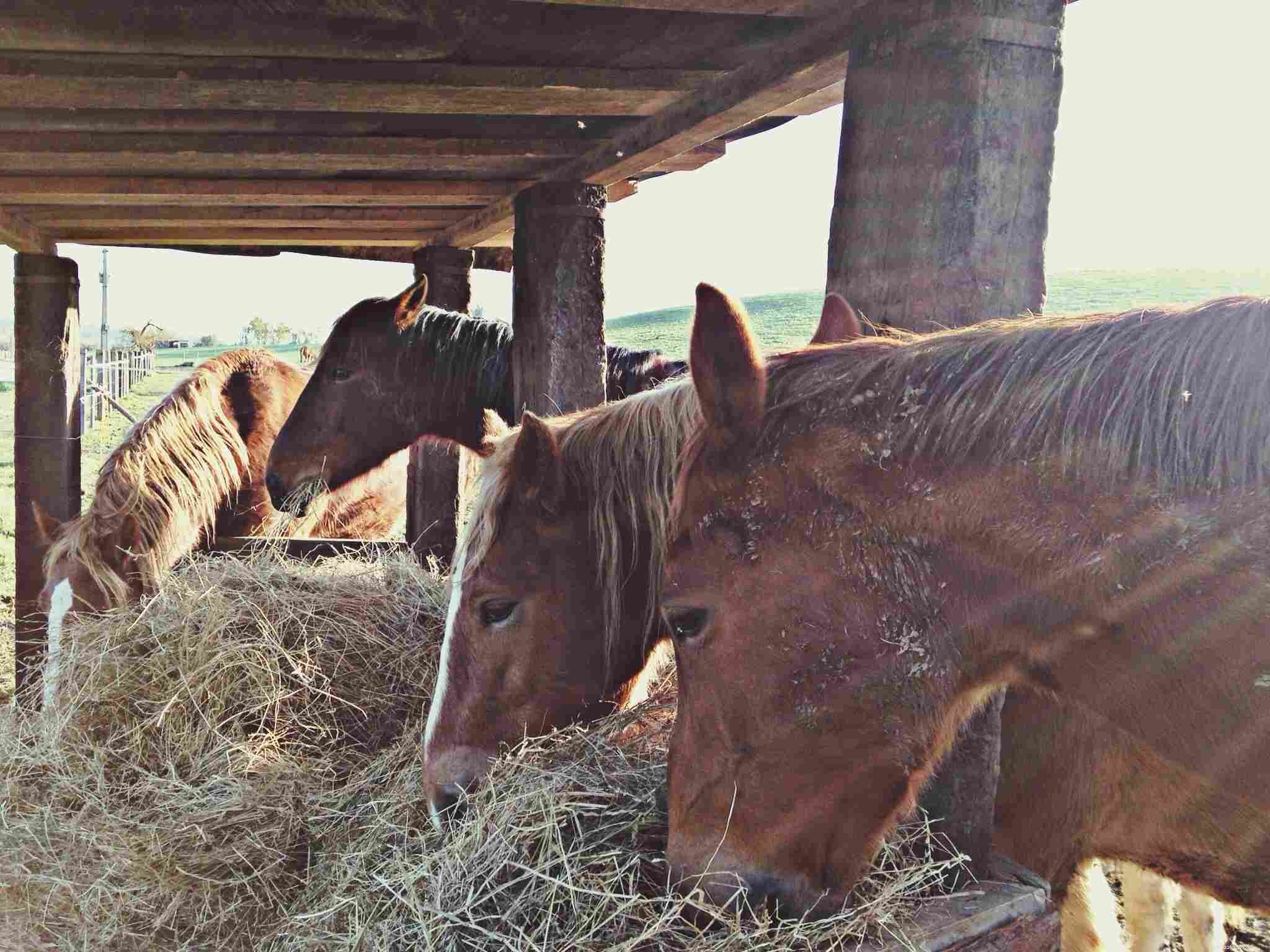 Optimal Horse Nutrition: How to Feed Your Horse for Health and Longevity