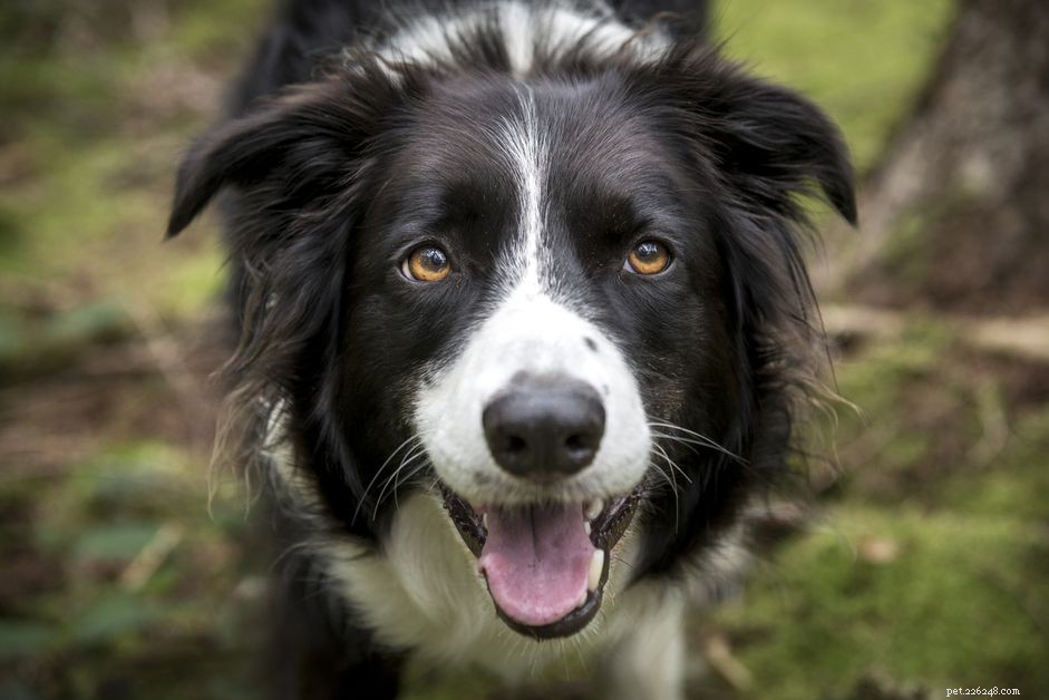 Rapid Dog Eye Movements: What They Mean and When to Seek Veterinary Care