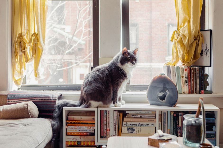 8 Essential Things Your Cat Adores for a Happier Home