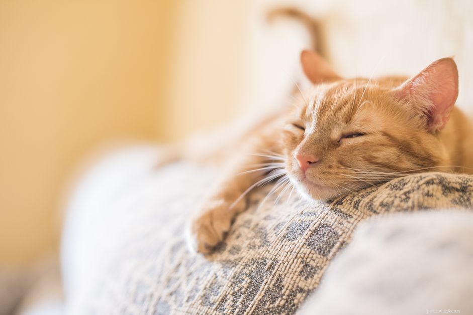 Coping with the Loss of a Cat: A Compassionate Guide to Grief and Healing