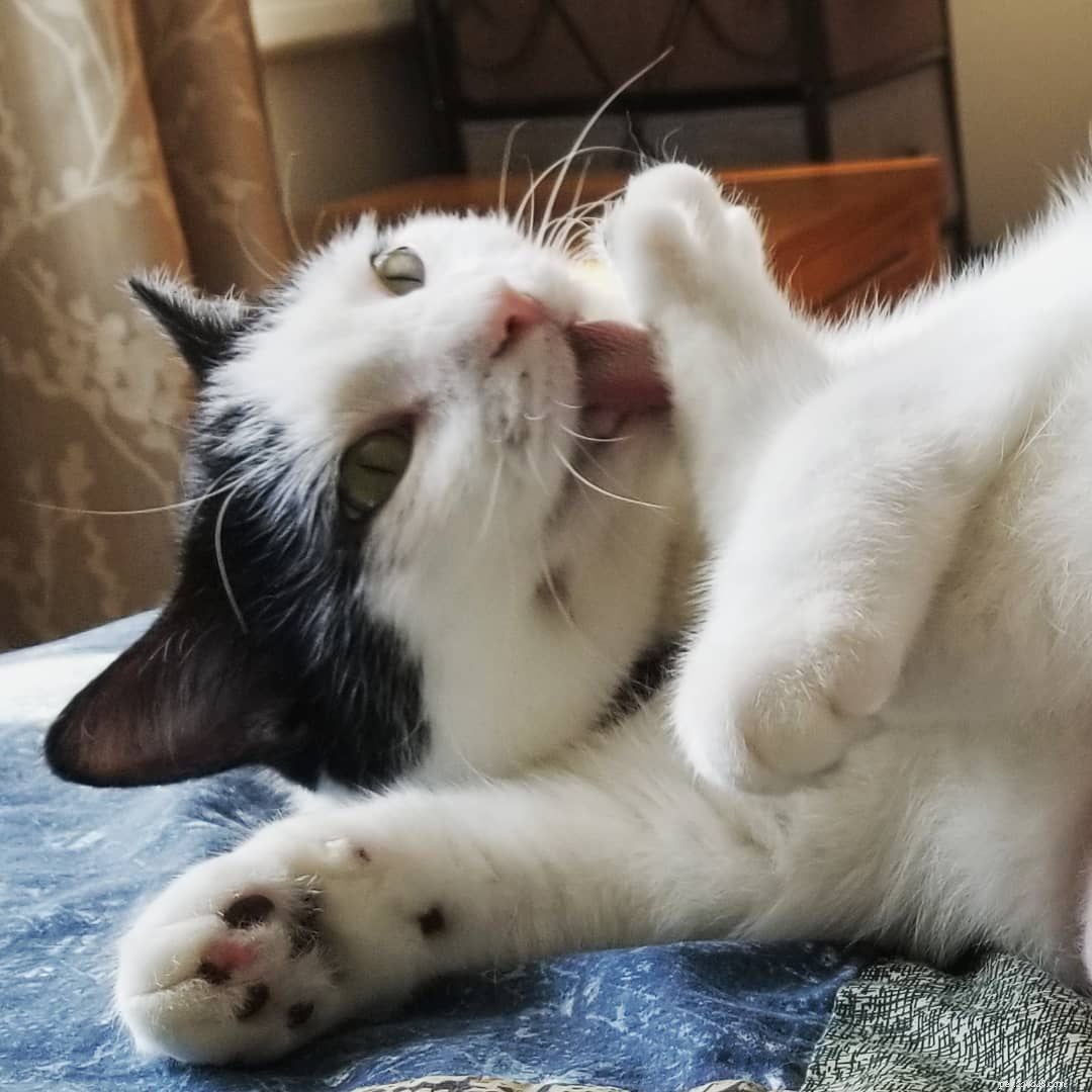 8 Essential Things Your Cat Adores for a Happier Home