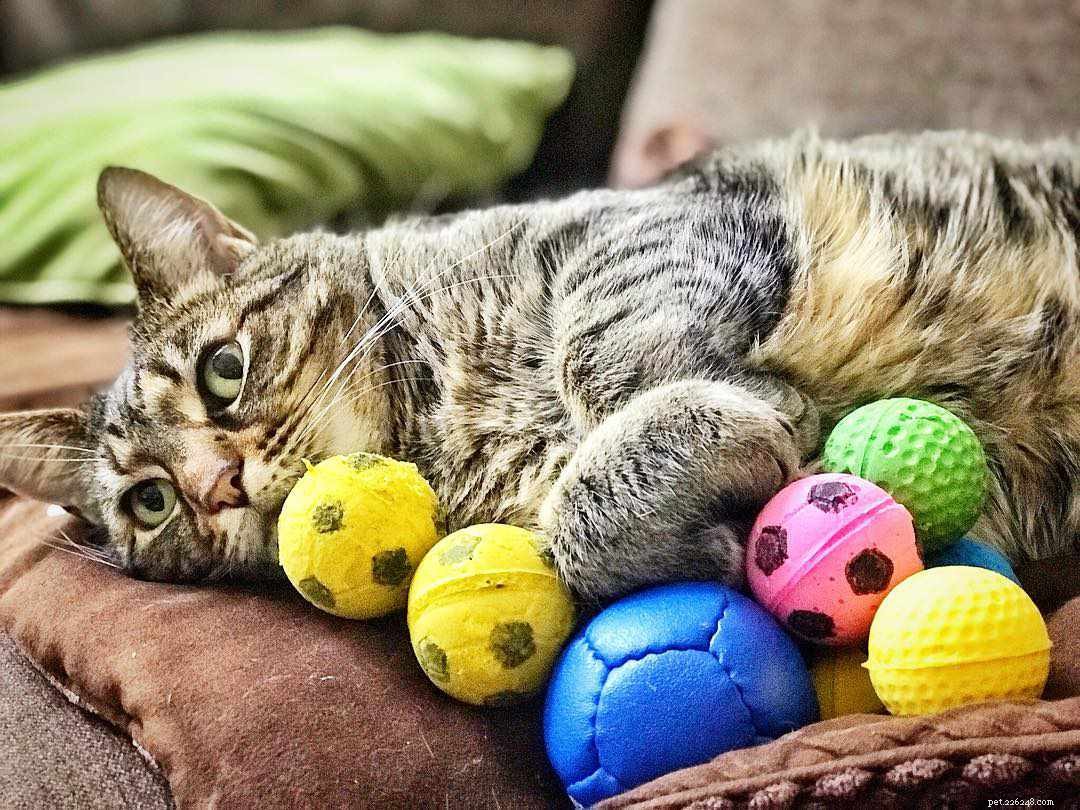 8 Essential Things Your Cat Adores for a Happier Home