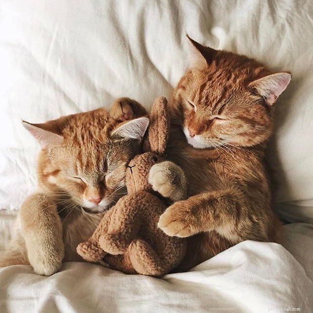 8 Essential Things Your Cat Adores for a Happier Home