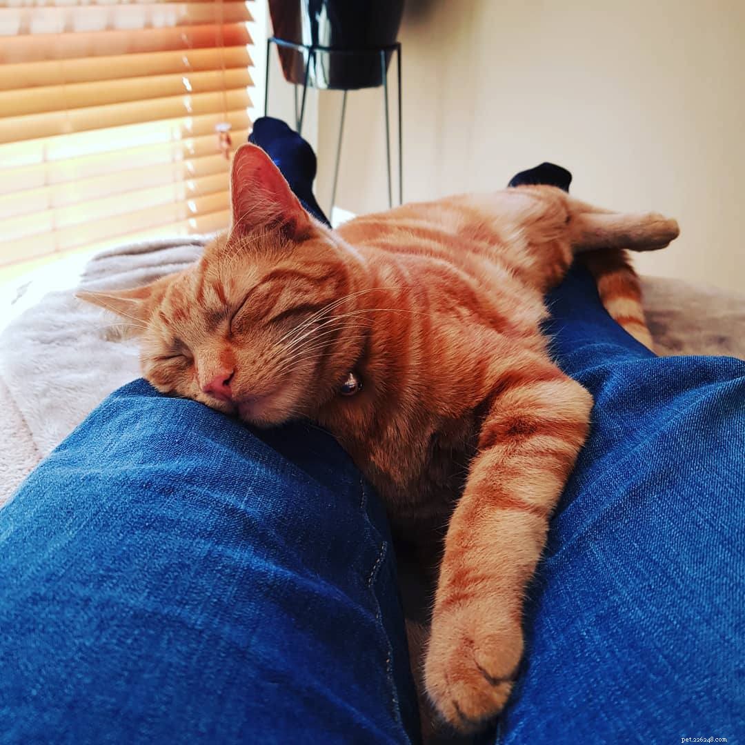 8 Essential Things Your Cat Adores for a Happier Home