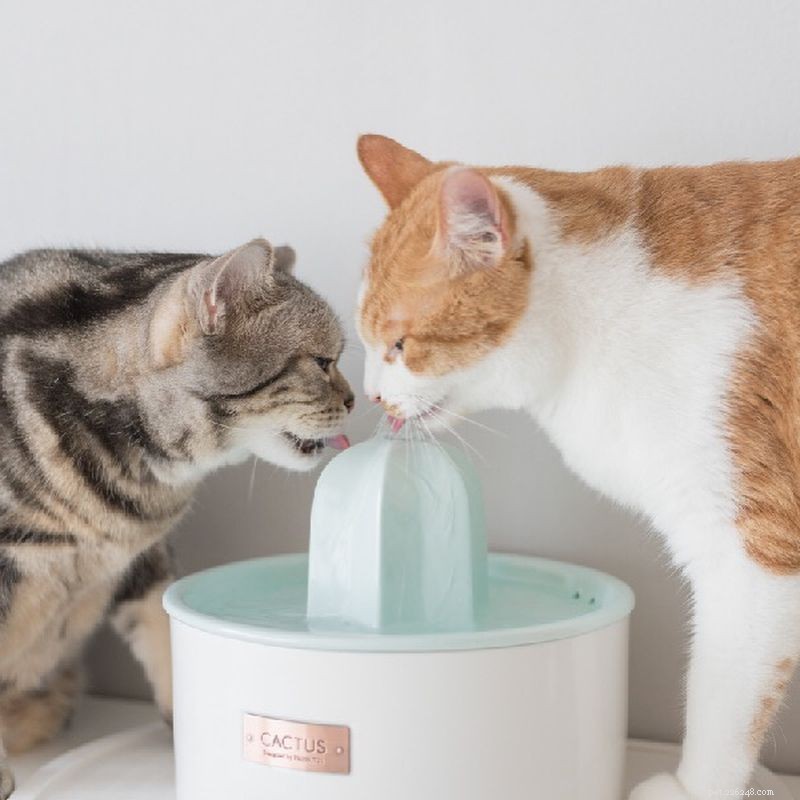 8 Essential Things Your Cat Adores for a Happier Home