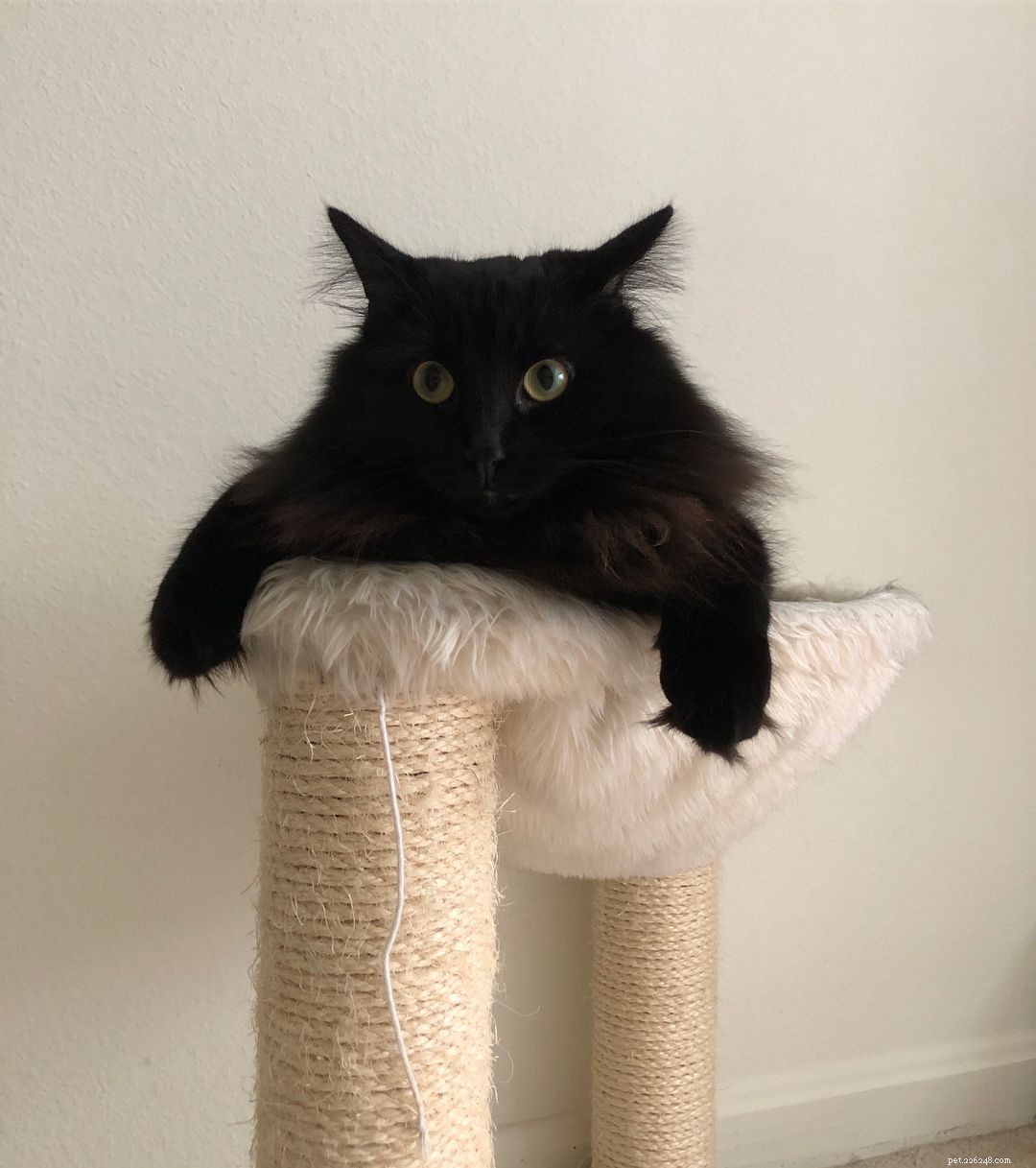 8 Essential Things Your Cat Adores for a Happier Home