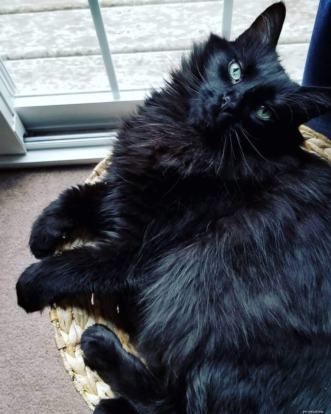 8 Essential Things Your Cat Adores for a Happier Home