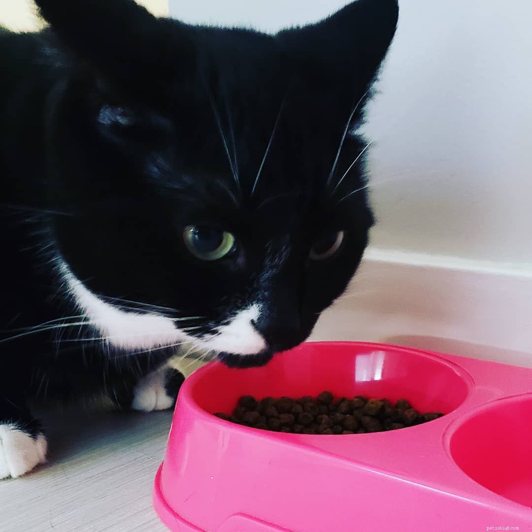 8 Essential Things Your Cat Adores for a Happier Home