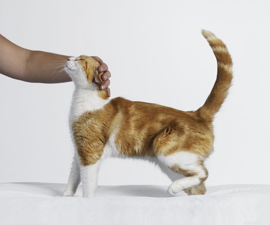 Does a Spayed Cat Experience Heat? Understanding the Facts