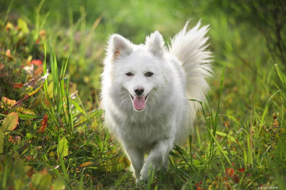 40 Spitz Dog Breeds That Embrace the Cool Lifestyle
