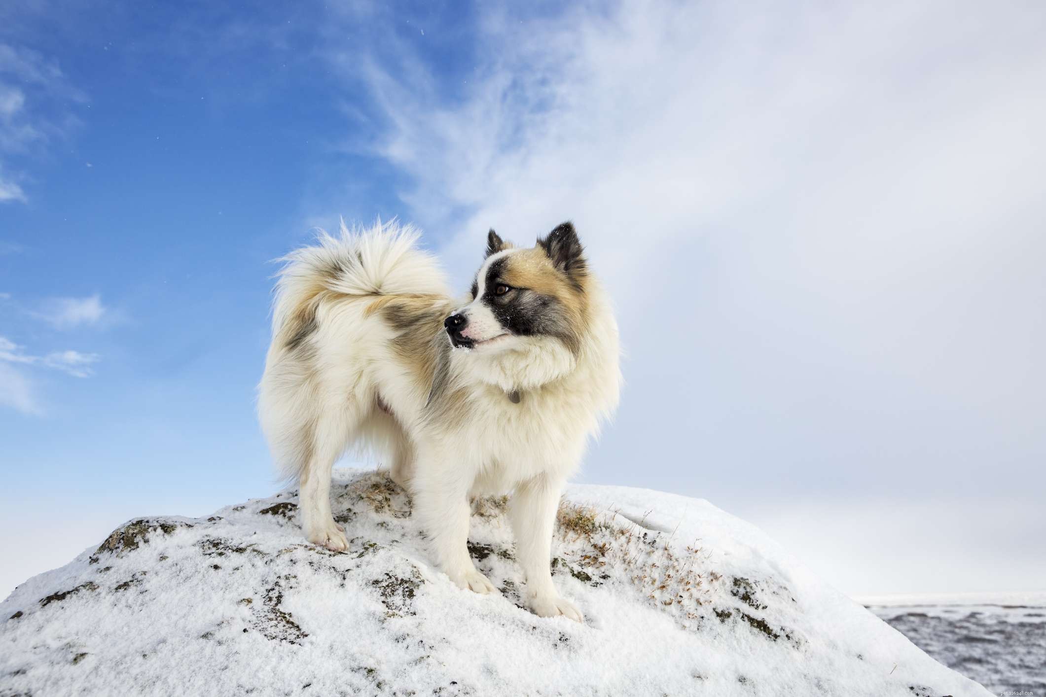 40 Spitz Dog Breeds That Embrace the Cool Lifestyle