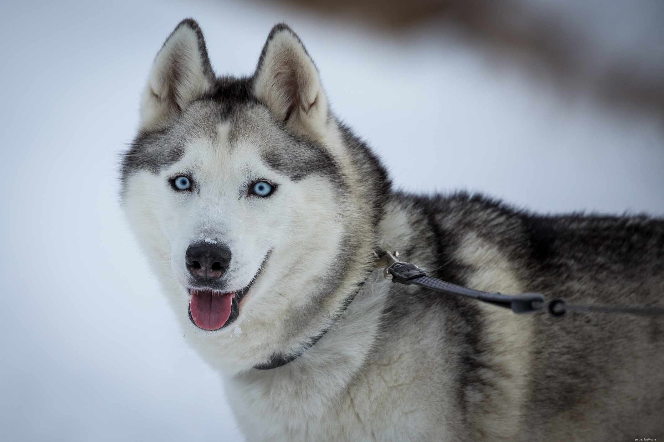 40 Spitz Dog Breeds That Embrace the Cool Lifestyle