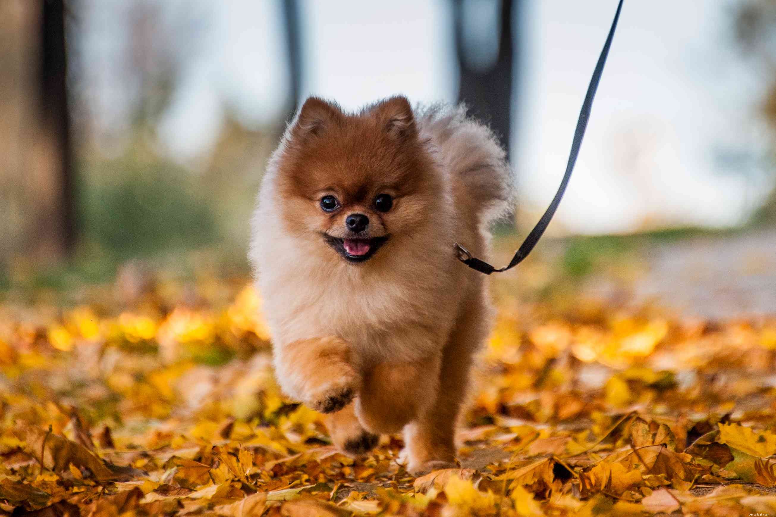 40 Spitz Dog Breeds That Embrace the Cool Lifestyle