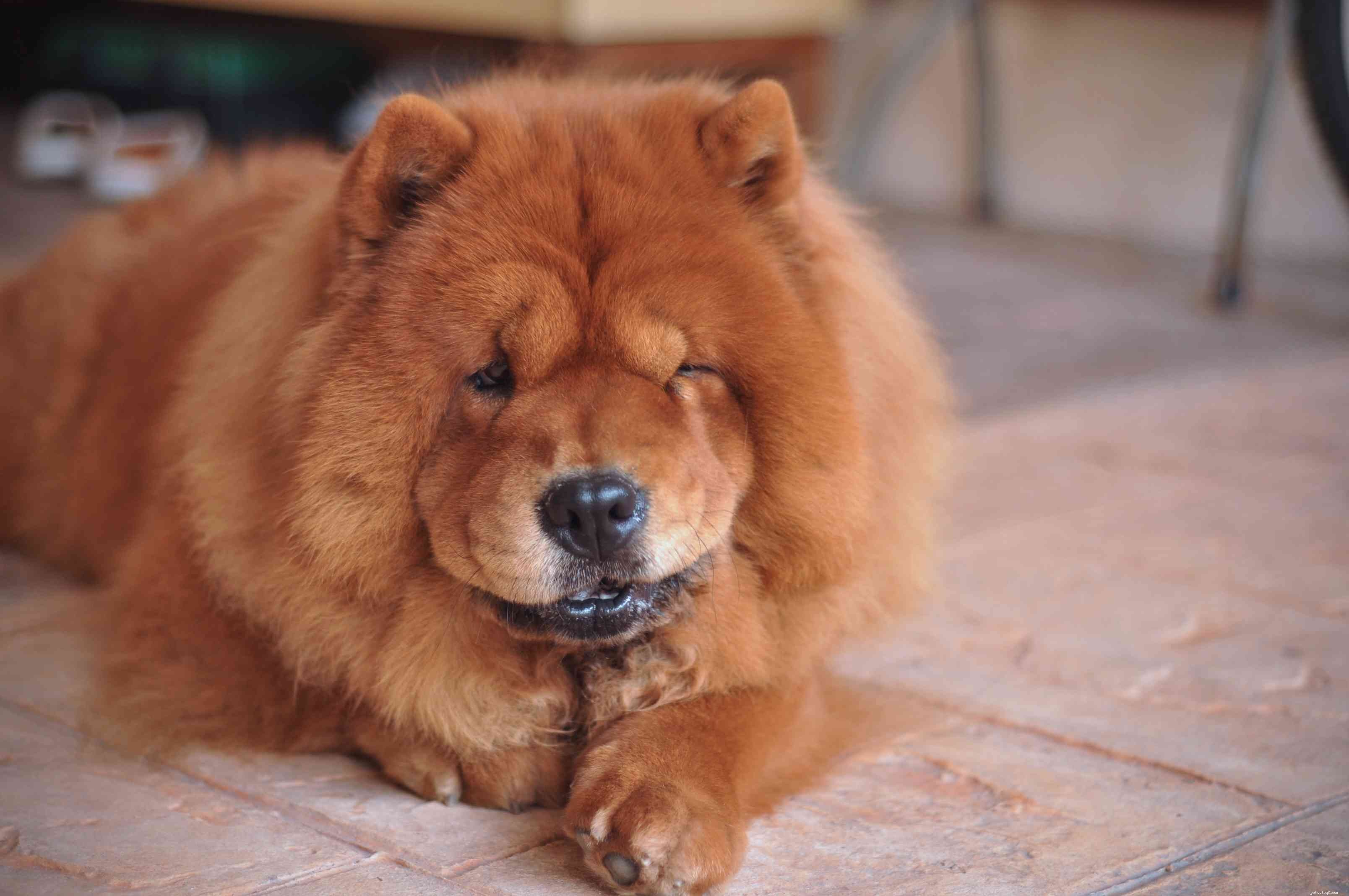 40 Spitz Dog Breeds That Embrace the Cool Lifestyle