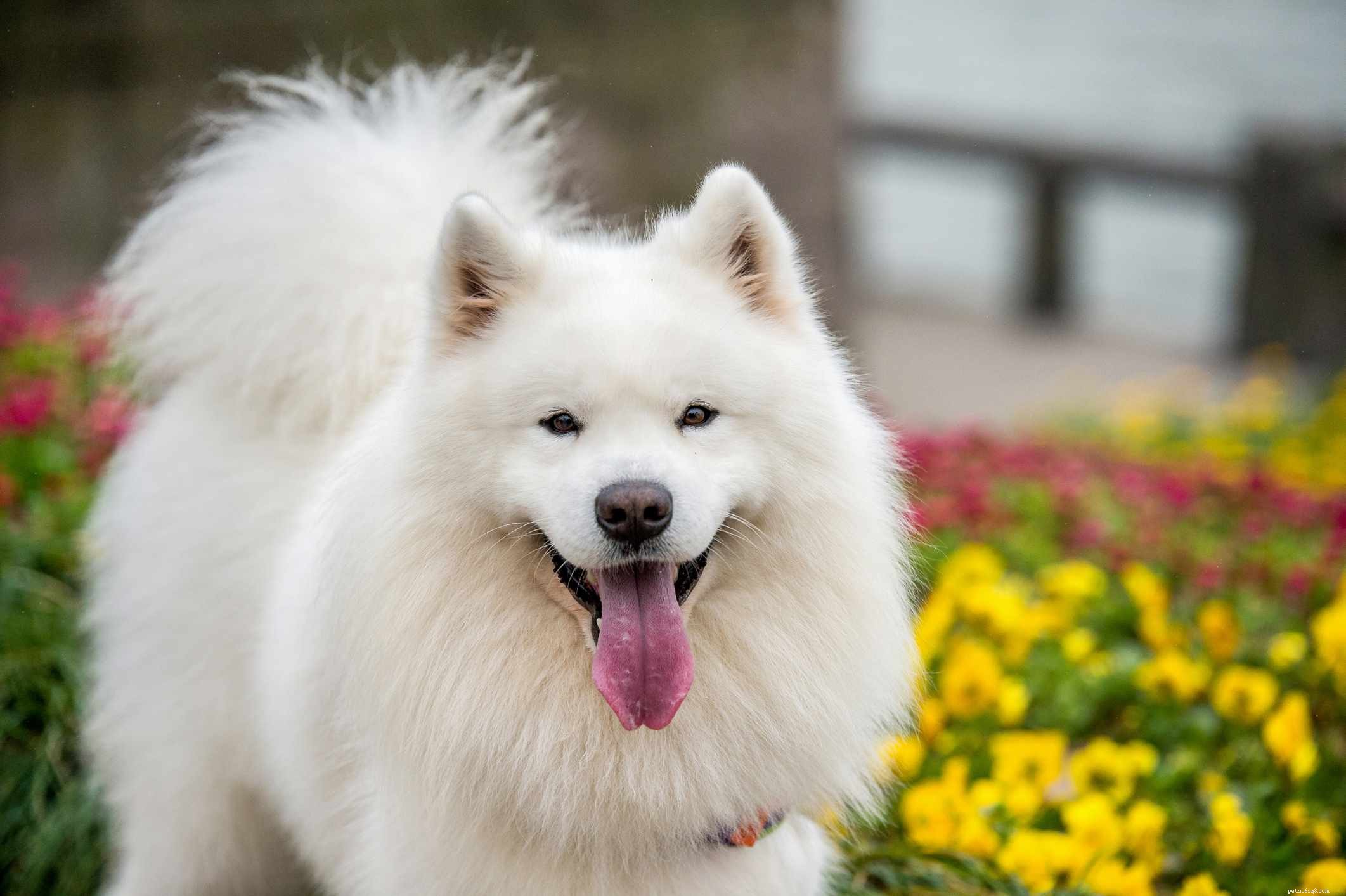 40 Spitz Dog Breeds That Embrace the Cool Lifestyle