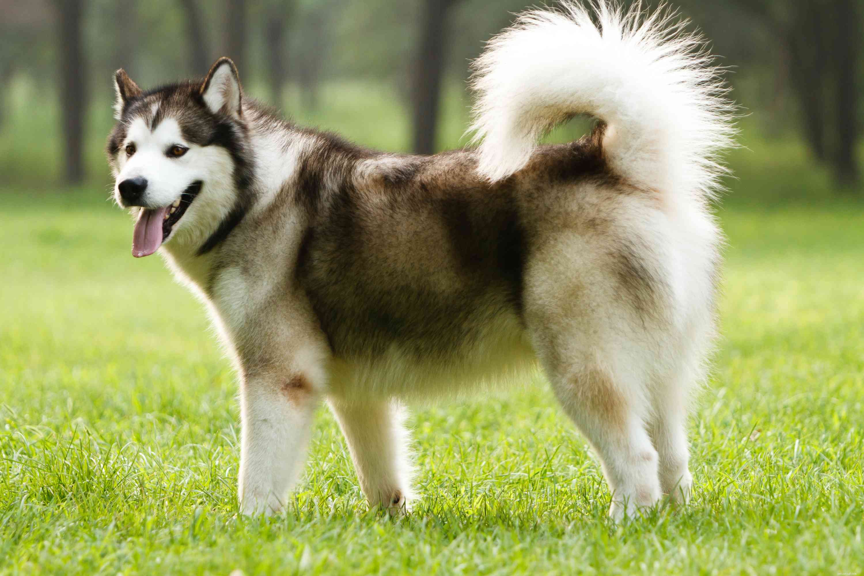 40 Spitz Dog Breeds That Embrace the Cool Lifestyle