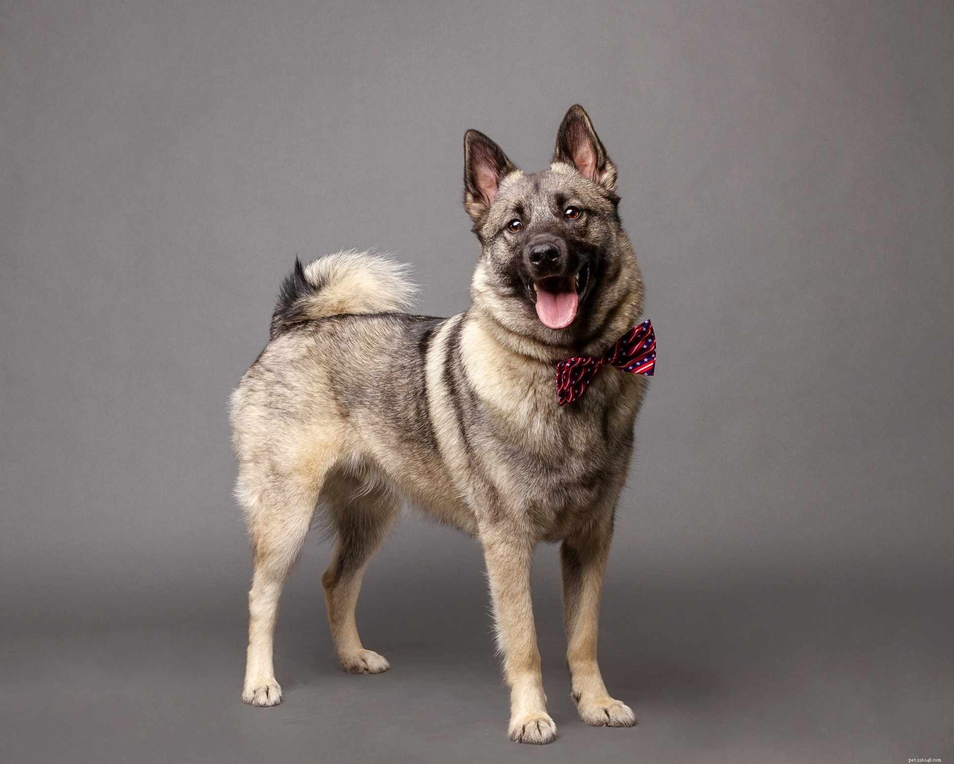 40 Spitz Dog Breeds That Embrace the Cool Lifestyle