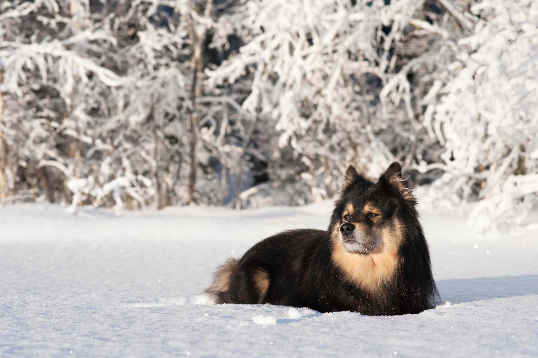 40 Spitz Dog Breeds That Embrace the Cool Lifestyle