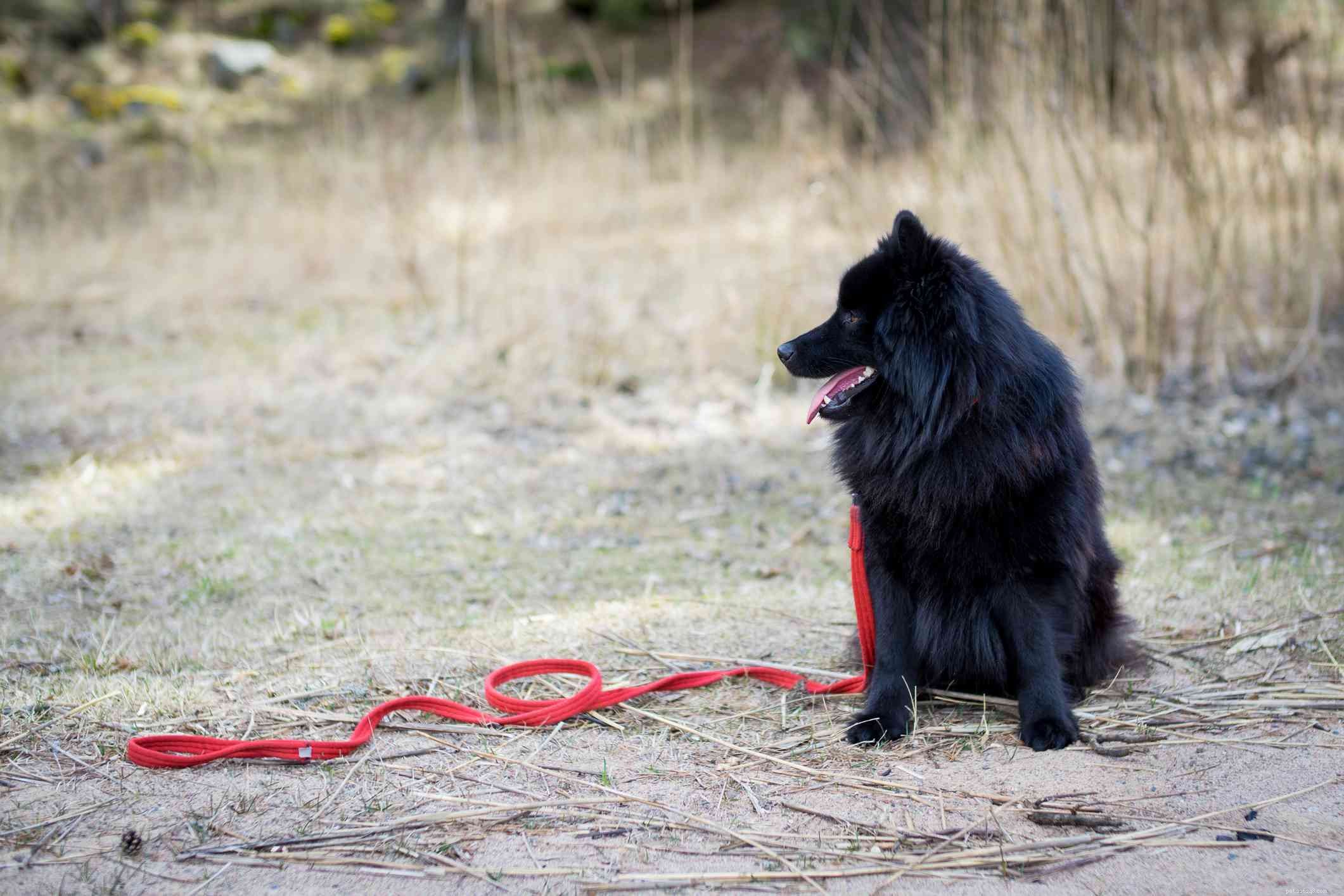 40 Spitz Dog Breeds That Embrace the Cool Lifestyle