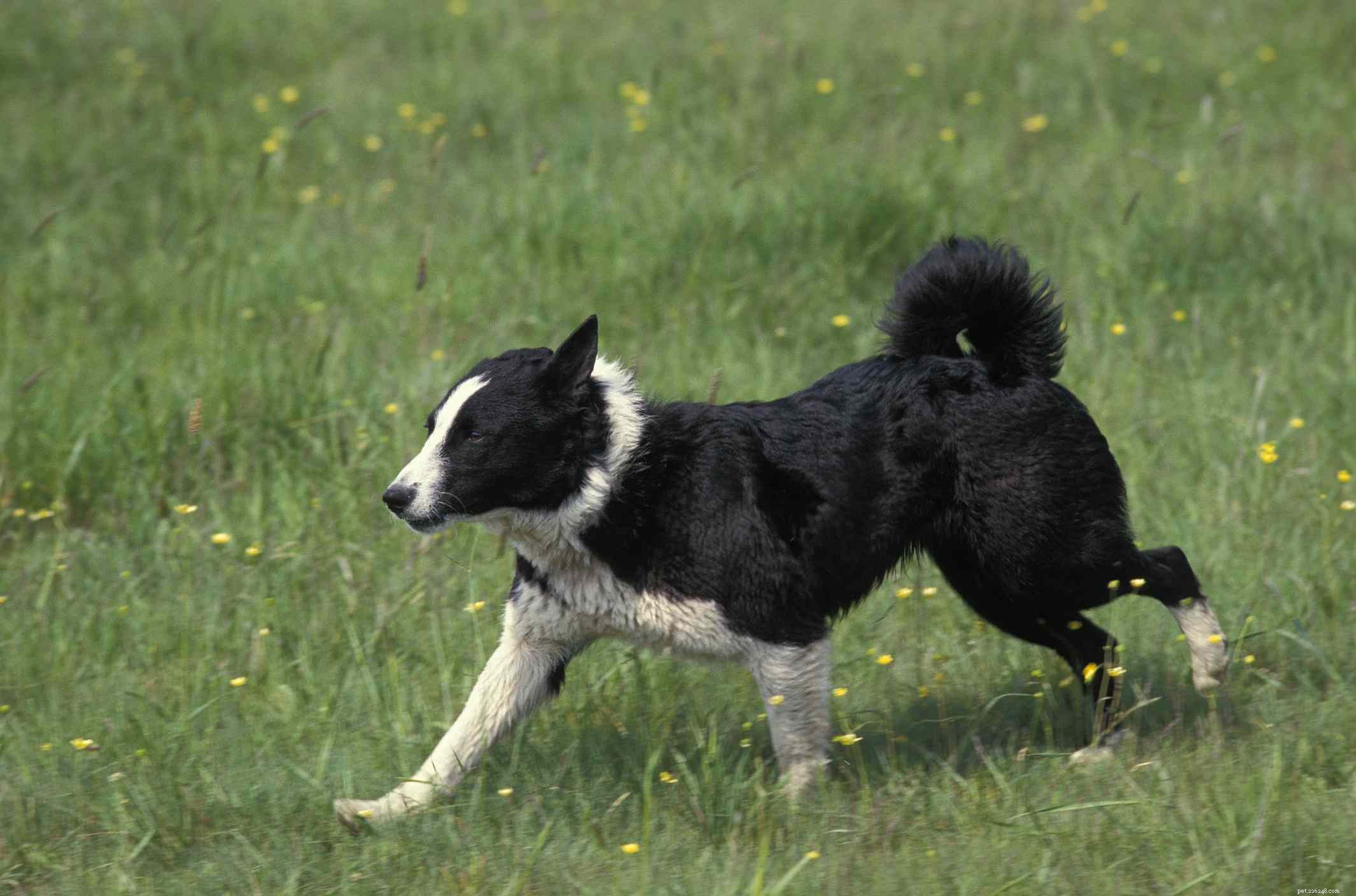 40 Spitz Dog Breeds That Embrace the Cool Lifestyle