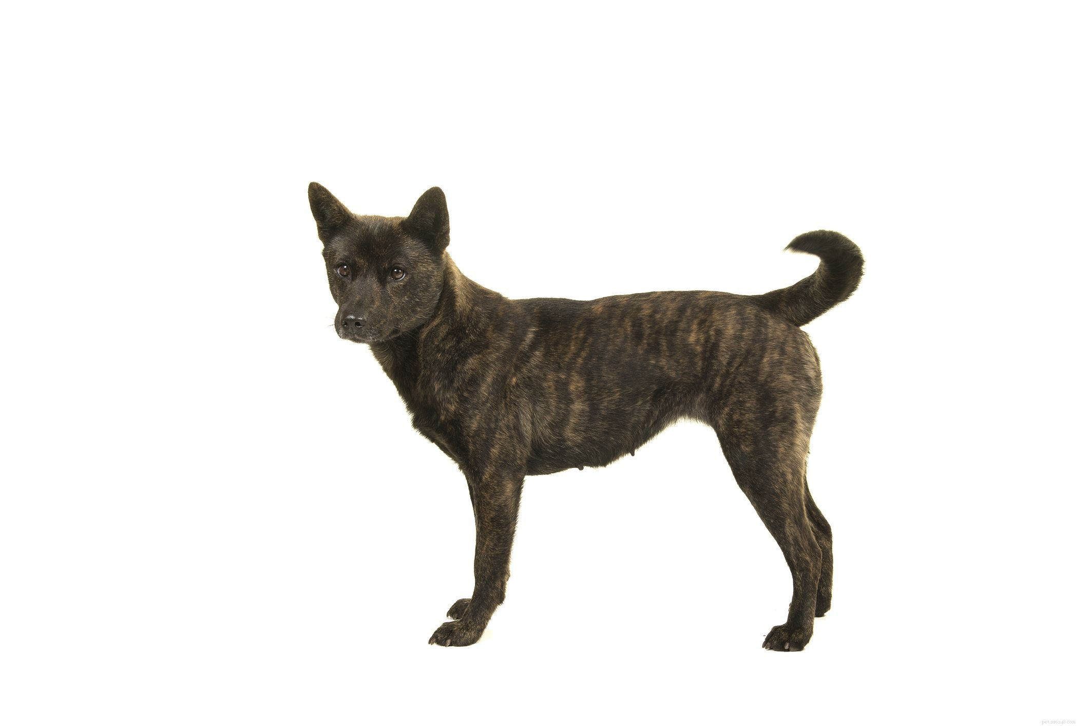 40 Spitz Dog Breeds That Embrace the Cool Lifestyle