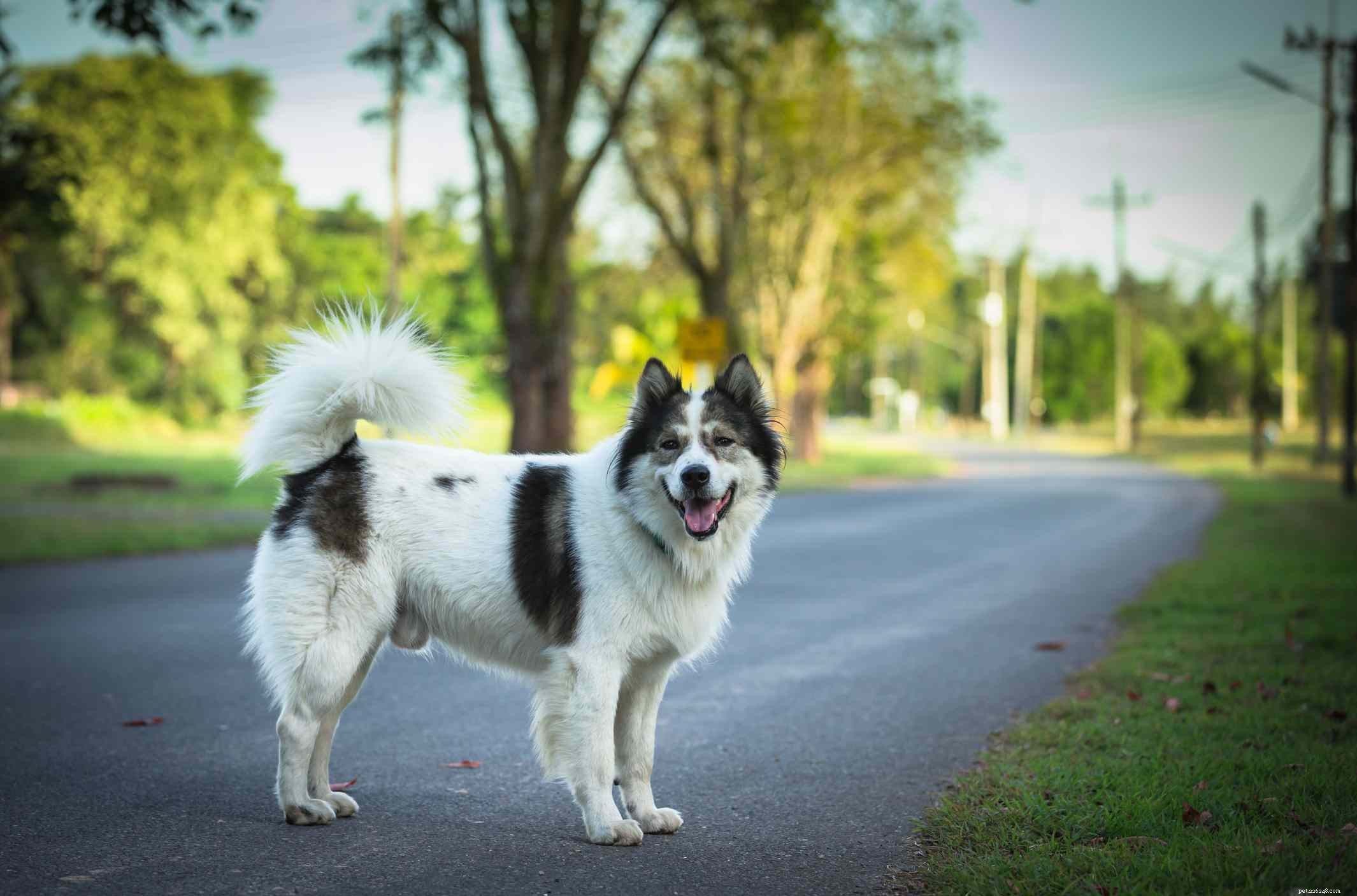 40 Spitz Dog Breeds That Embrace the Cool Lifestyle
