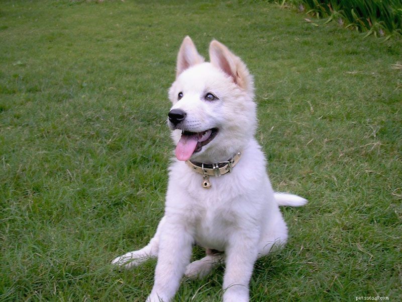 40 Spitz Dog Breeds That Embrace the Cool Lifestyle