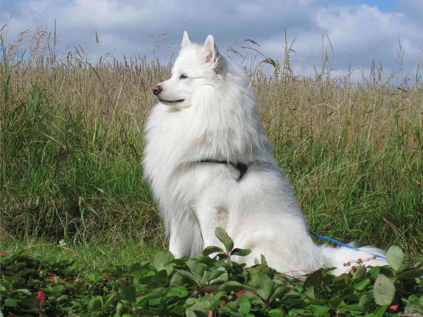 40 Spitz Dog Breeds That Embrace the Cool Lifestyle