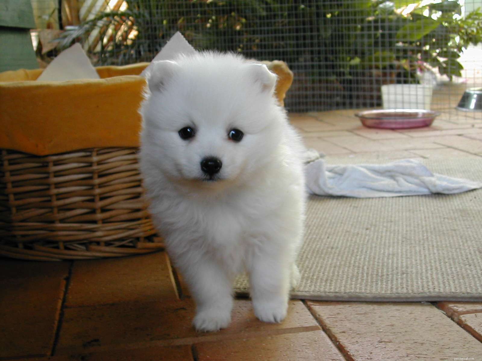 40 Spitz Dog Breeds That Embrace the Cool Lifestyle
