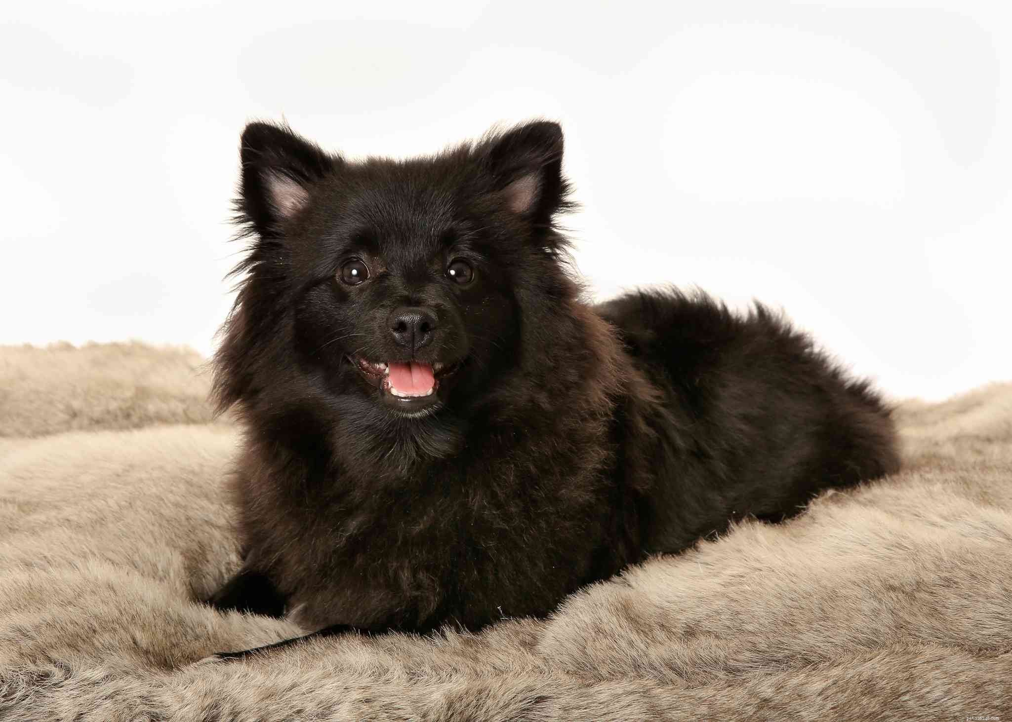 40 Spitz Dog Breeds That Embrace the Cool Lifestyle