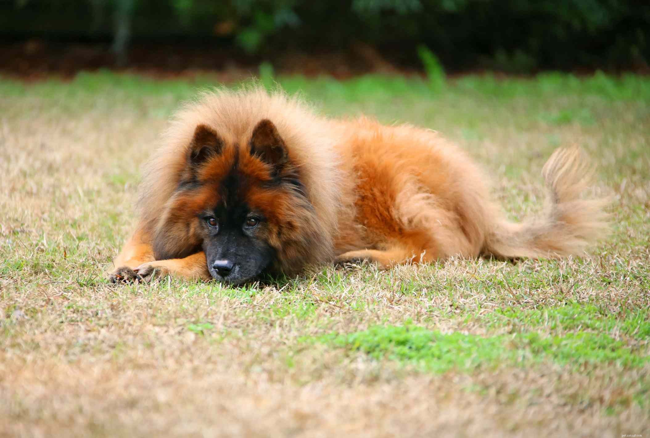 40 Spitz Dog Breeds That Embrace the Cool Lifestyle