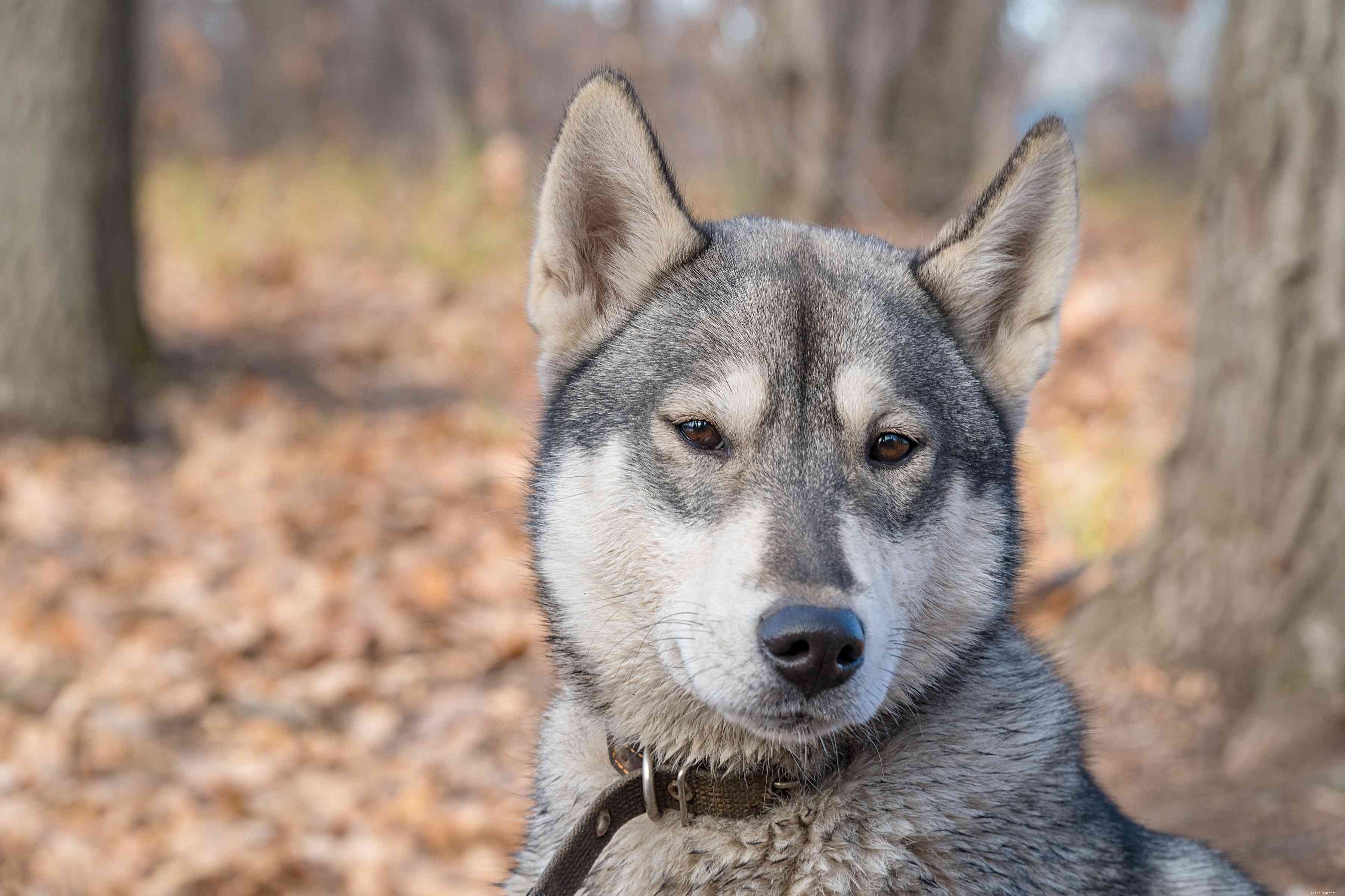 40 Spitz Dog Breeds That Embrace the Cool Lifestyle