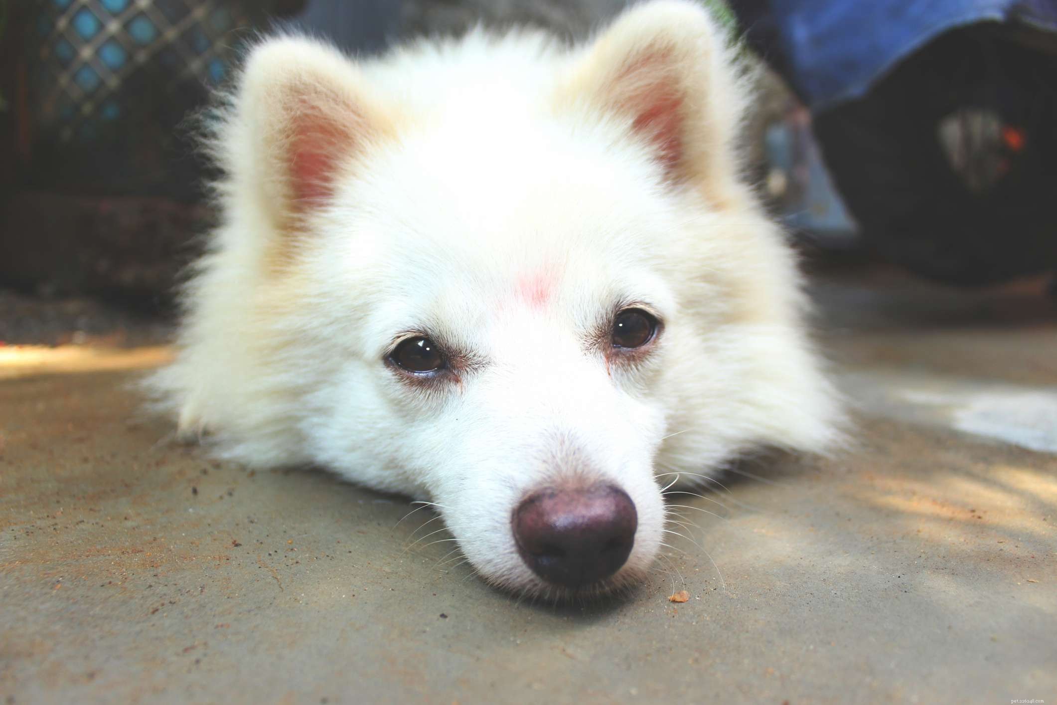 40 Spitz Dog Breeds That Embrace the Cool Lifestyle