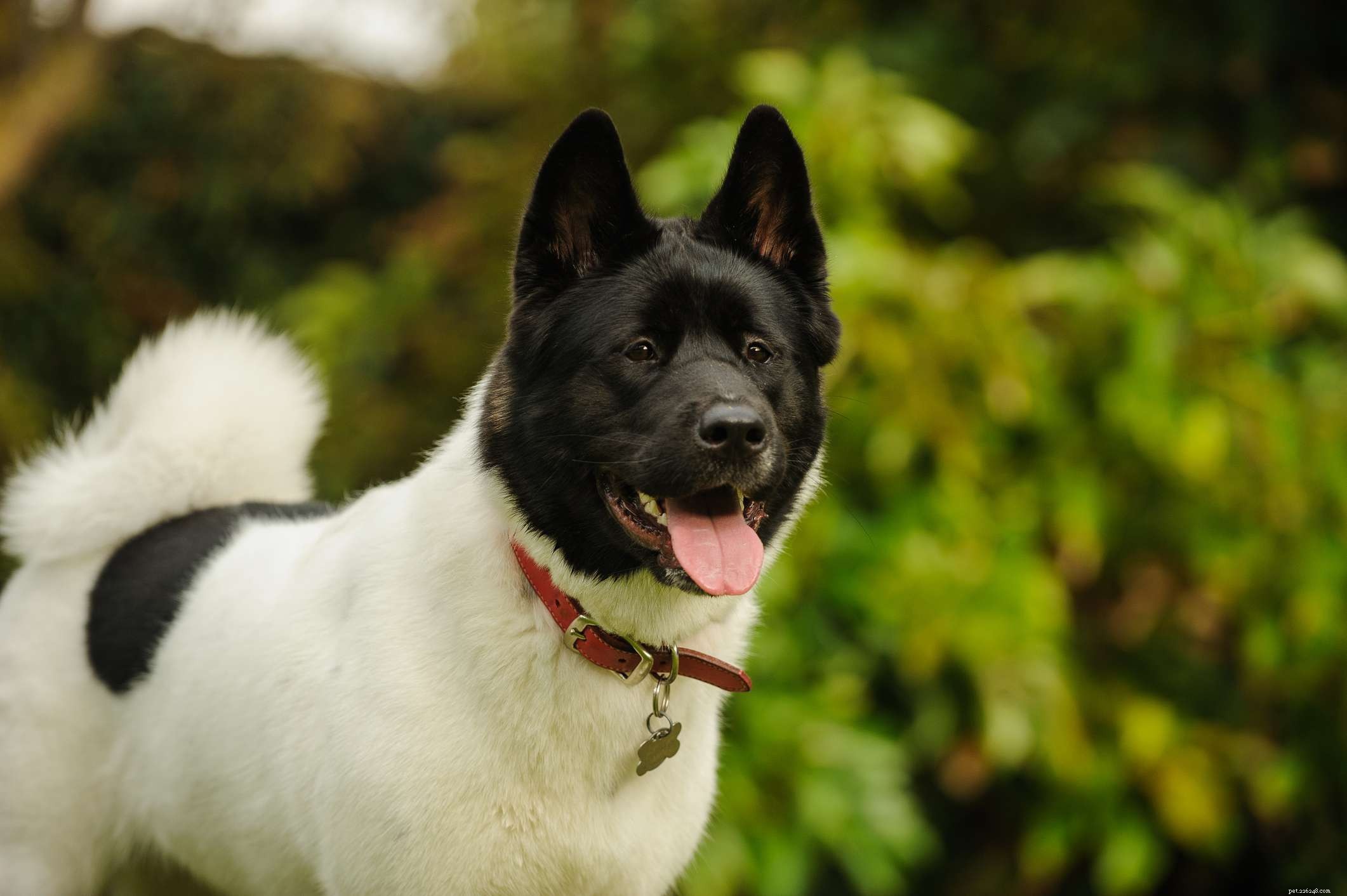 40 Spitz Dog Breeds That Embrace the Cool Lifestyle