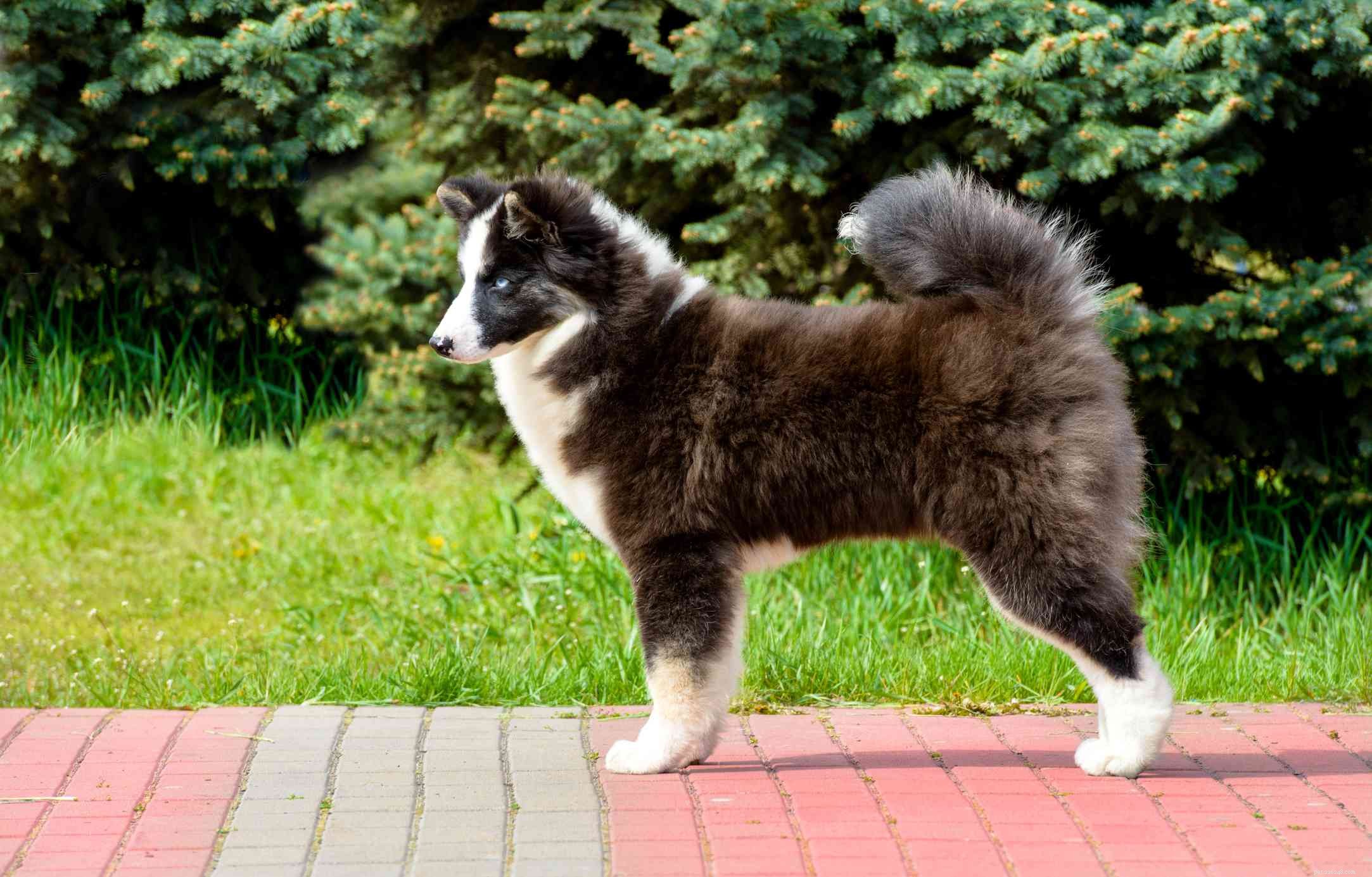 40 Spitz Dog Breeds That Embrace the Cool Lifestyle