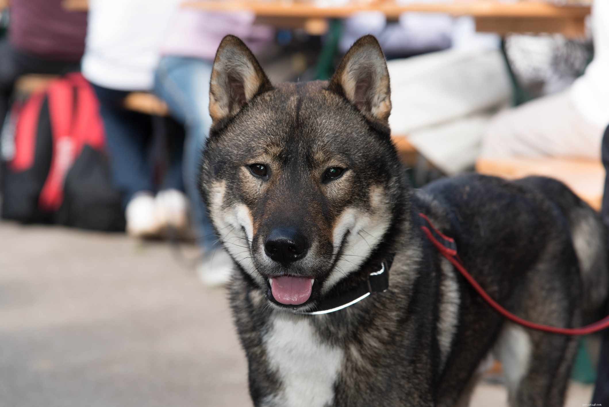 40 Spitz Dog Breeds That Embrace the Cool Lifestyle