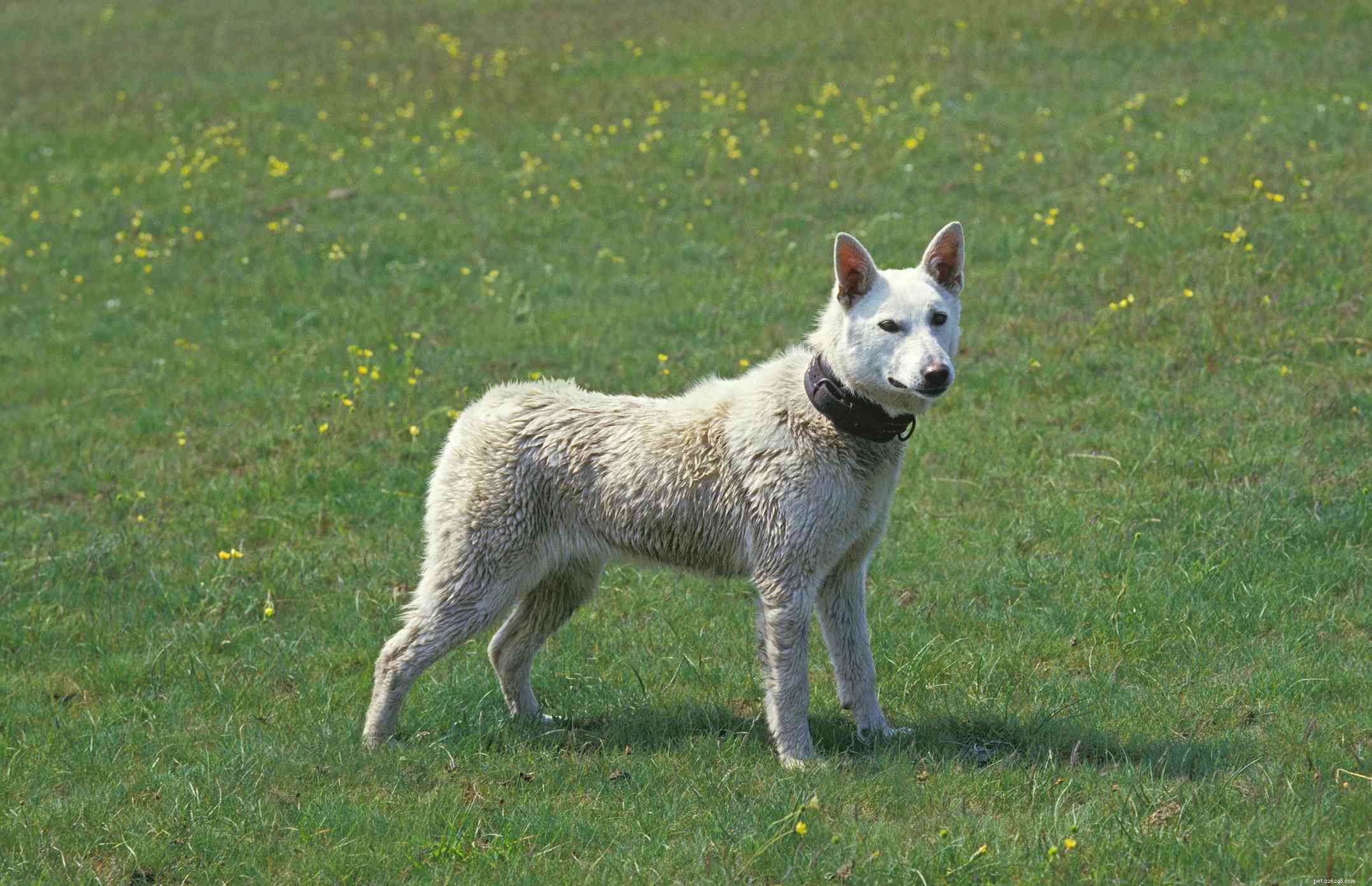 40 Spitz Dog Breeds That Embrace the Cool Lifestyle