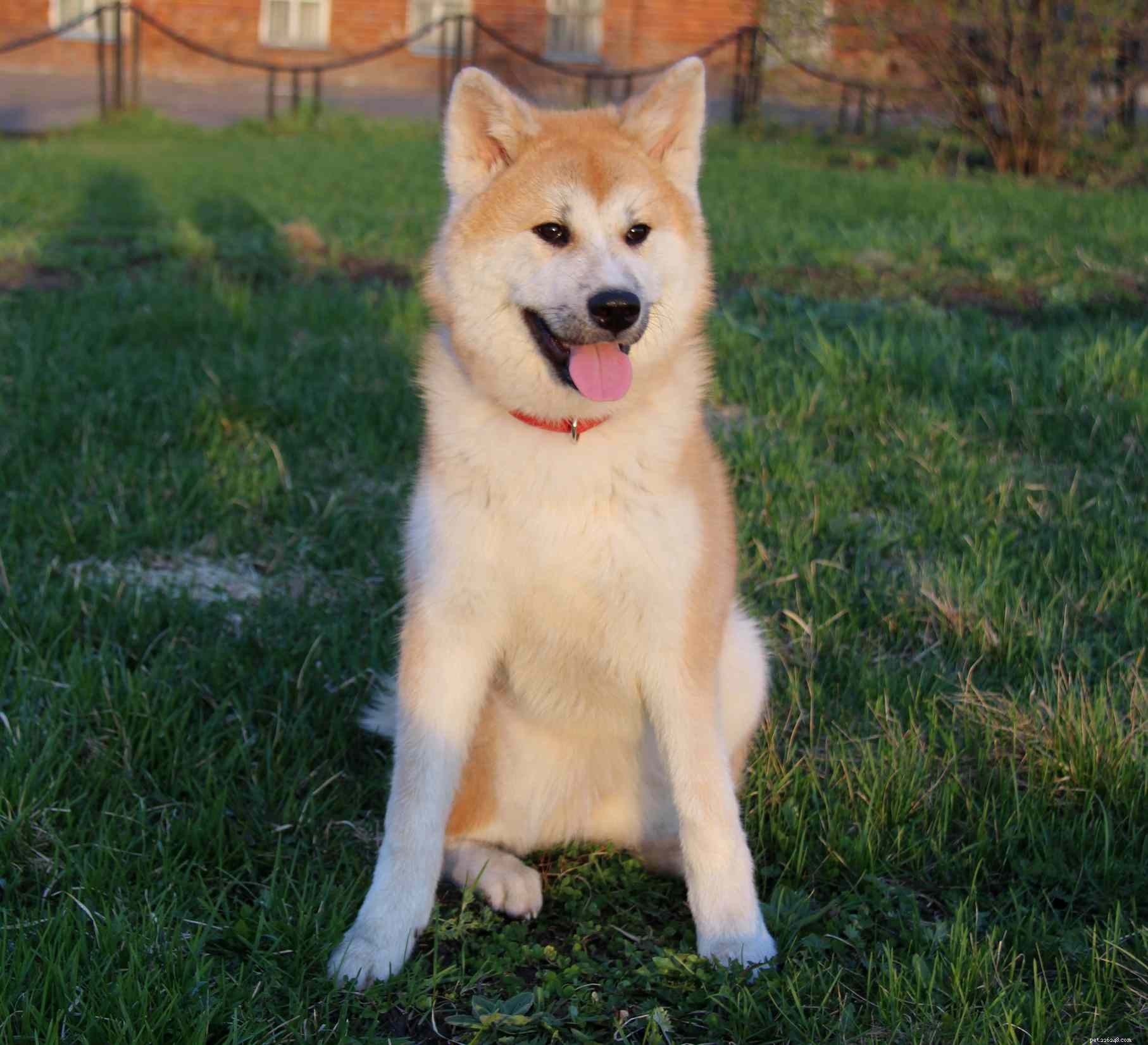 40 Spitz Dog Breeds That Embrace the Cool Lifestyle