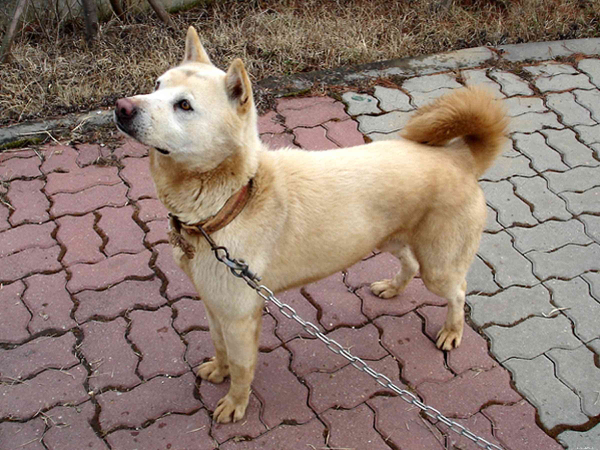 40 Spitz Dog Breeds That Embrace the Cool Lifestyle