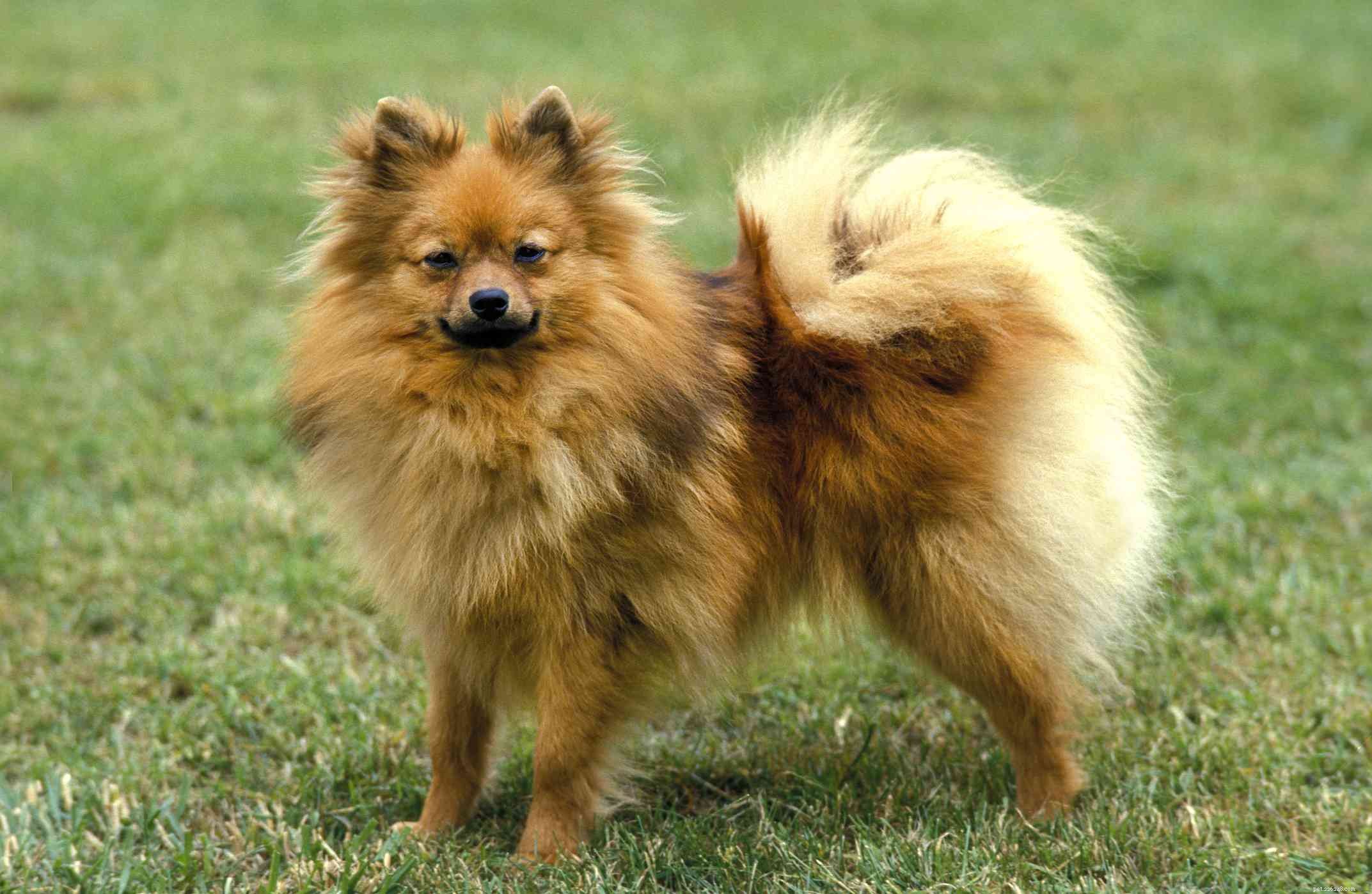 40 Spitz Dog Breeds That Embrace the Cool Lifestyle