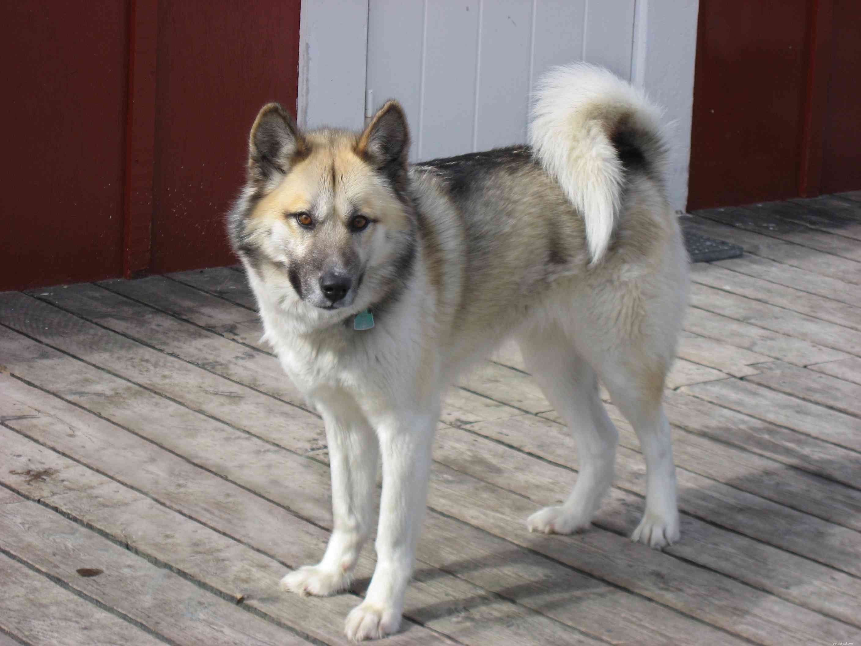 40 Spitz Dog Breeds That Embrace the Cool Lifestyle