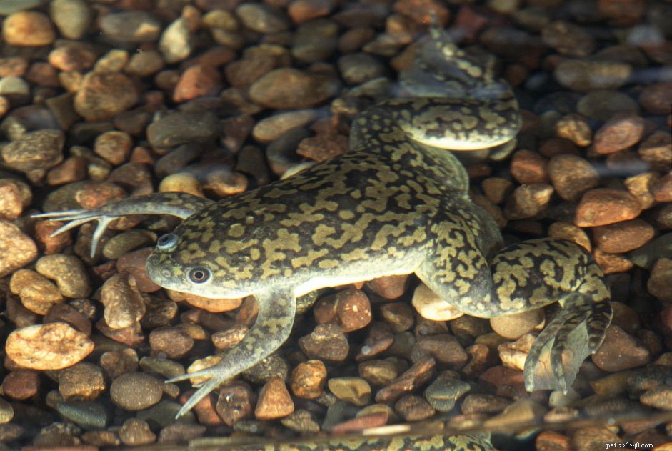 African Clawed Frogs: Complete Care & Species Guide